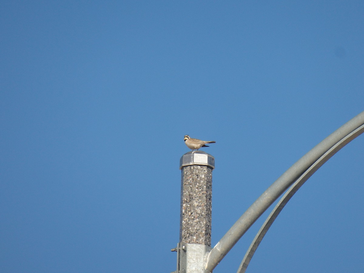 Horned Lark - Kayla Dains
