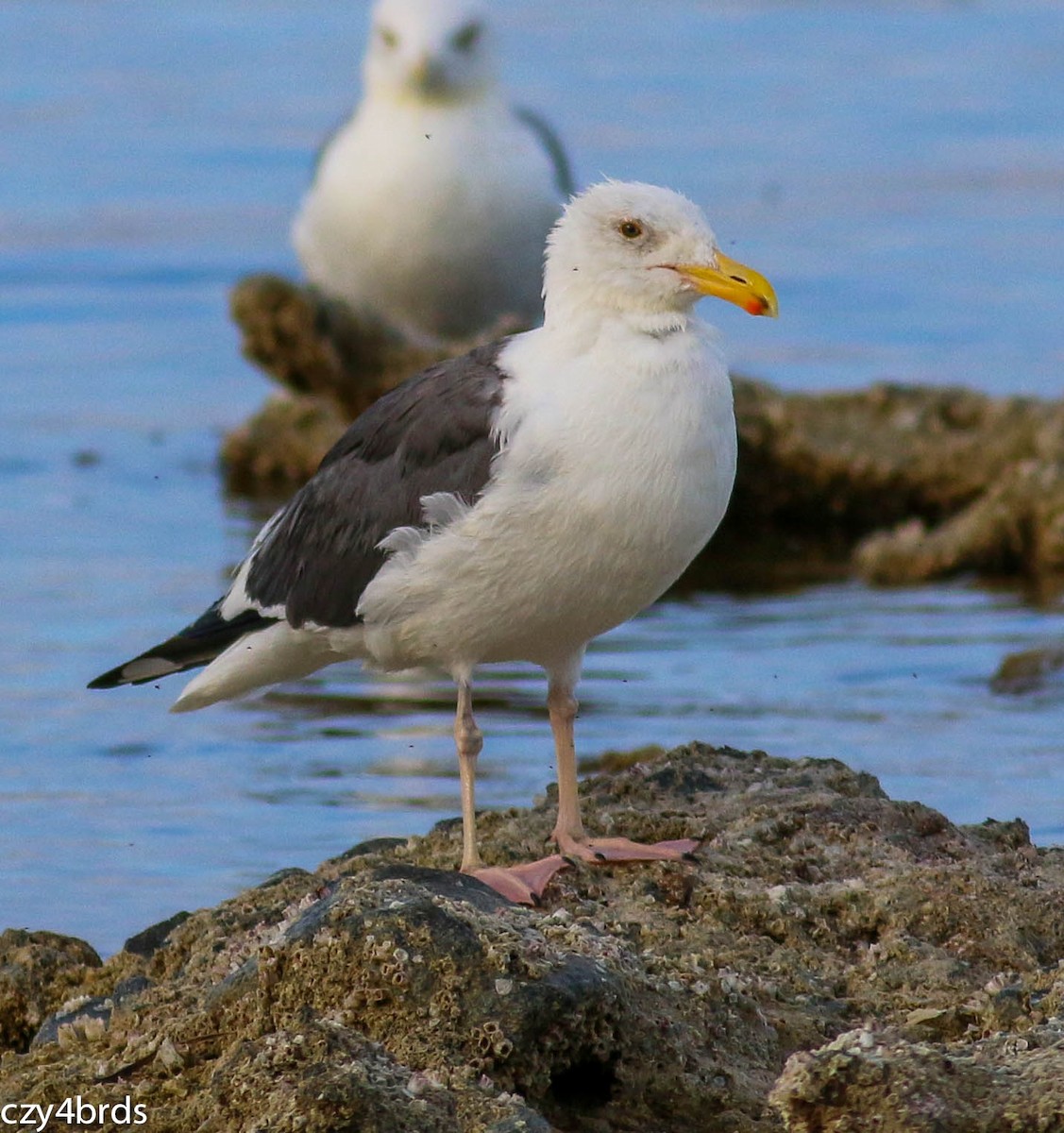 Western Gull - Charity Hagen