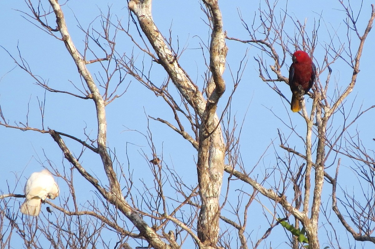 Tanimbar Eclectus - ML490615511