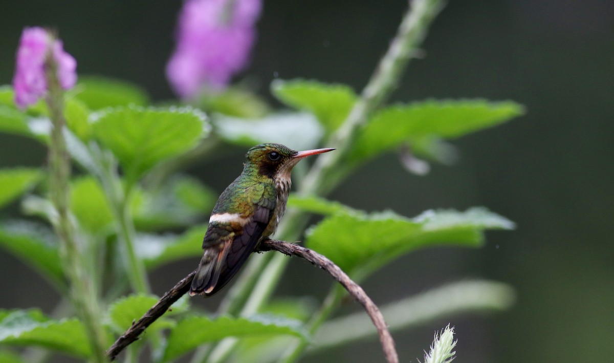Black-crested Coquette - Jay McGowan