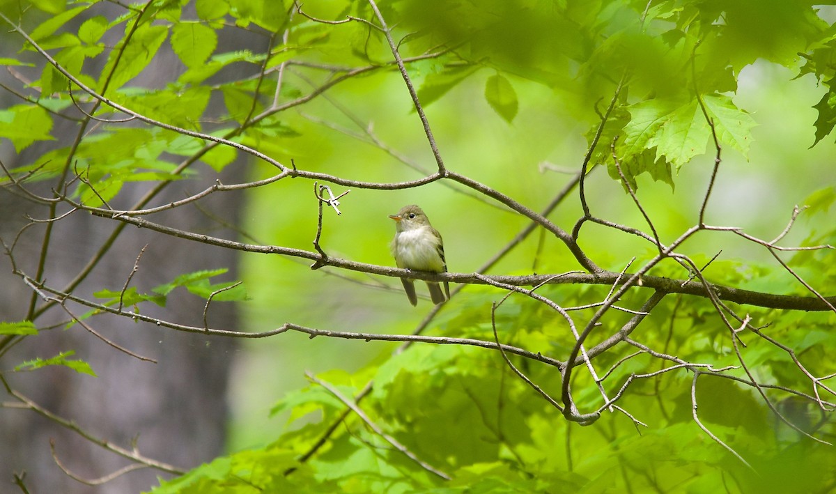 Acadian Flycatcher - ML490615951