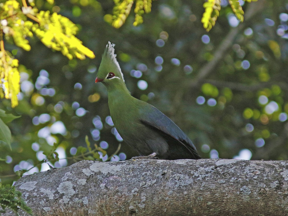 Livingstone's Turaco - Bill Maynard