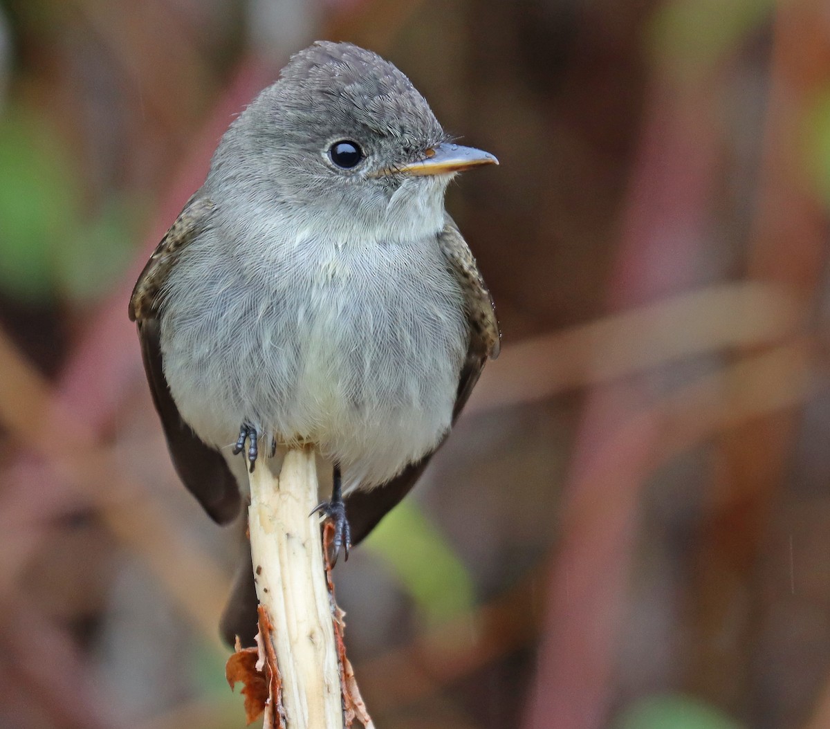 Eastern Wood-Pewee - ML490616811