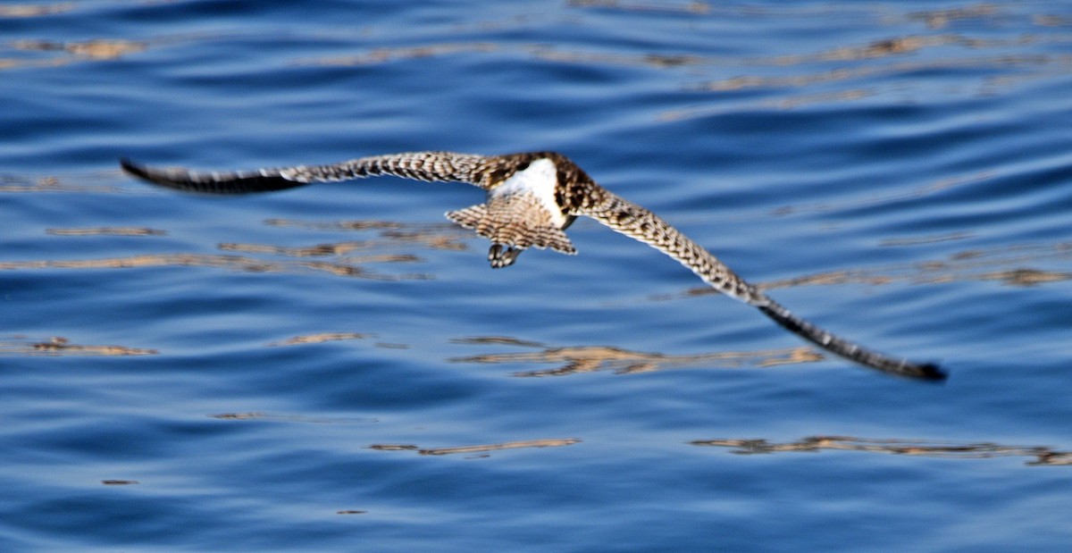 Bar-tailed Godwit - ML490617531