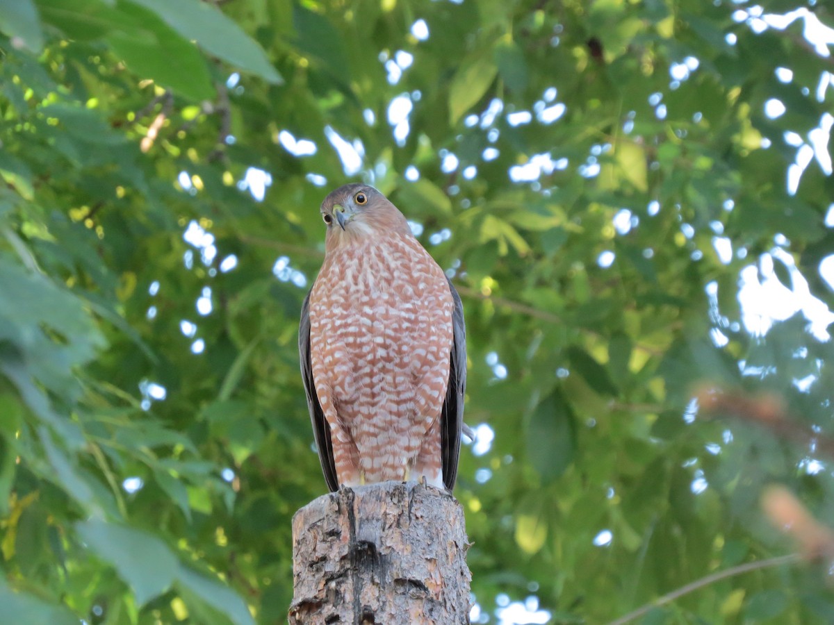 Cooper's Hawk - ML490617541