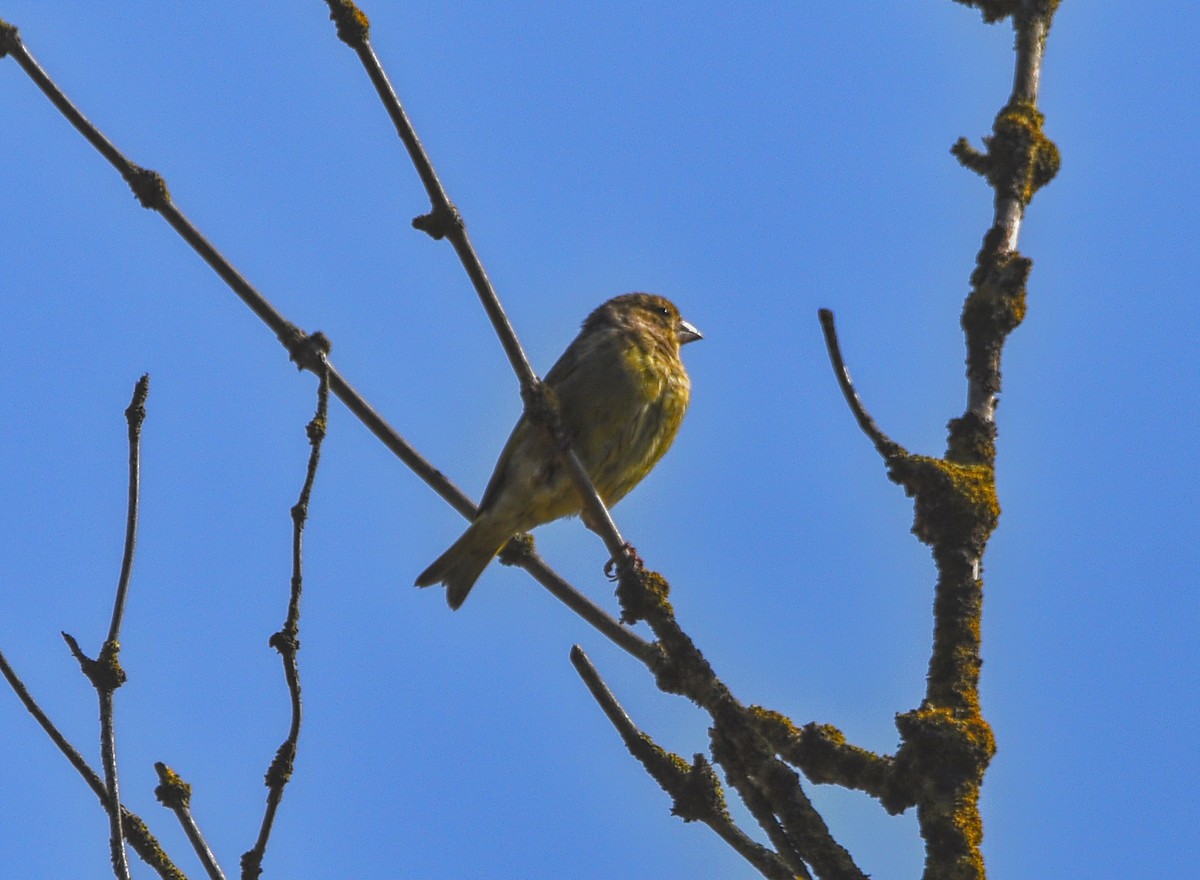 European Greenfinch - ML490618241