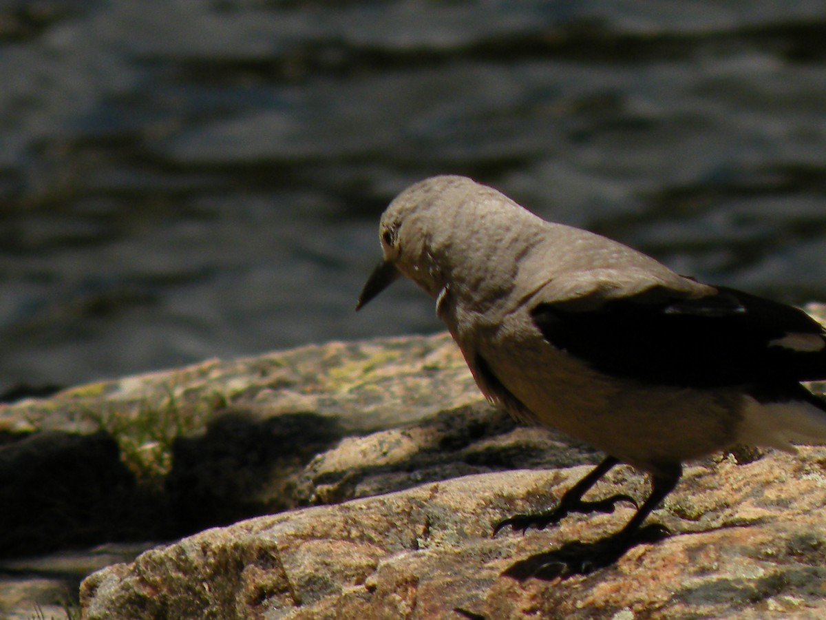 Clark's Nutcracker - ML490618851