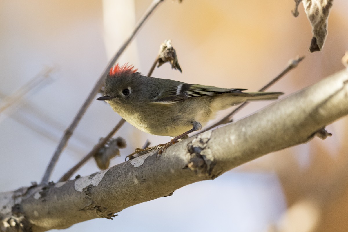 Ruby-crowned Kinglet - ML490618981