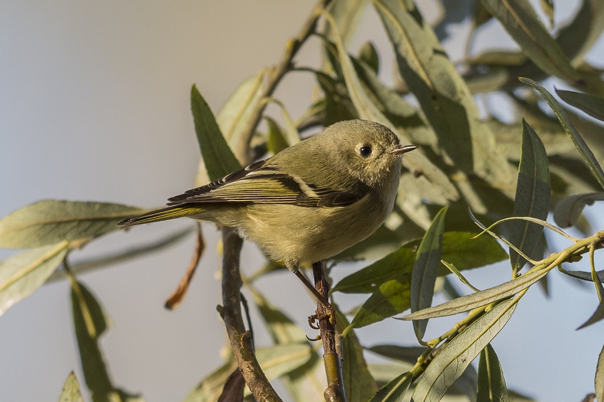 Ruby-crowned Kinglet - ML490619011