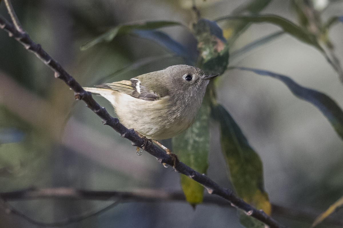 Ruby-crowned Kinglet - ML490619031