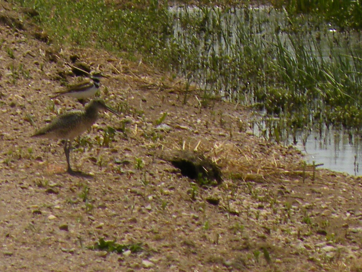 Willet - ML490619551