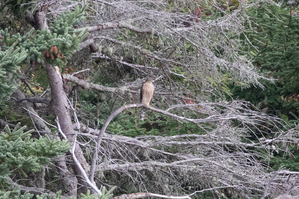 Sharp-shinned Hawk (Northern) - ML490620311