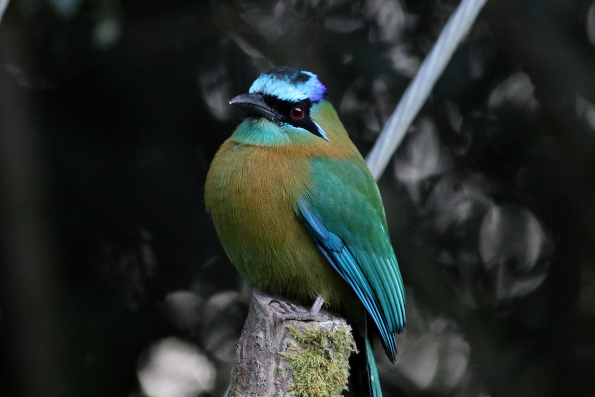 Motmot de Lesson - ML49062061