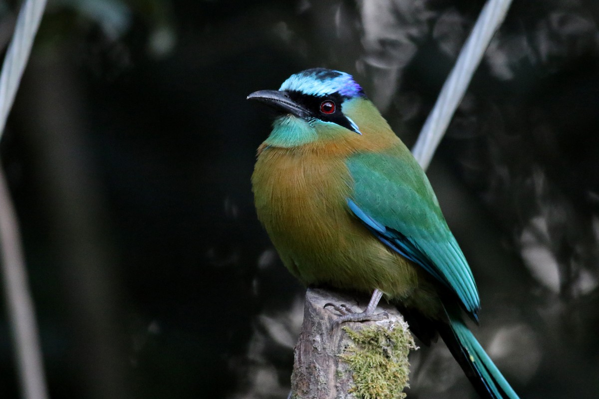 Lesson's Motmot - ML49062071