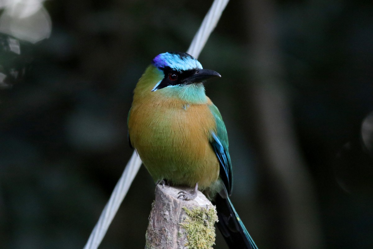 Lesson's Motmot - ML49062081