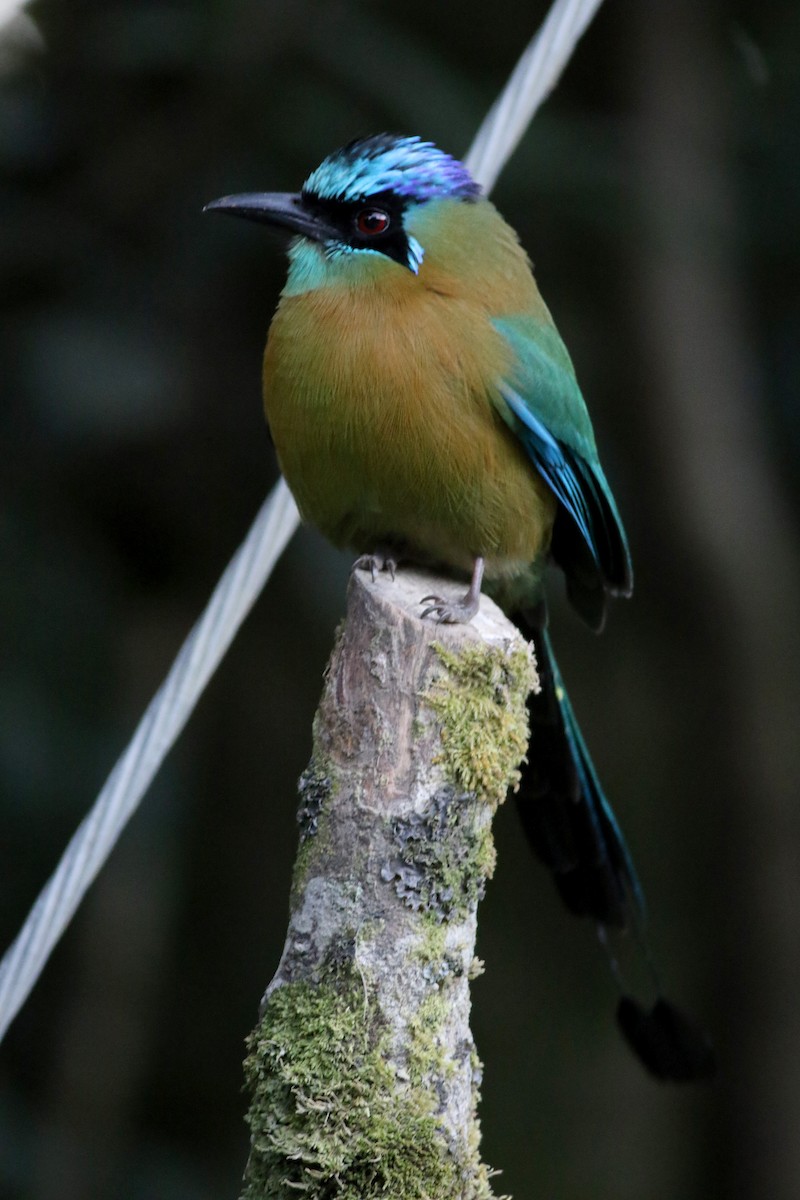 Lesson's Motmot - ML49062091