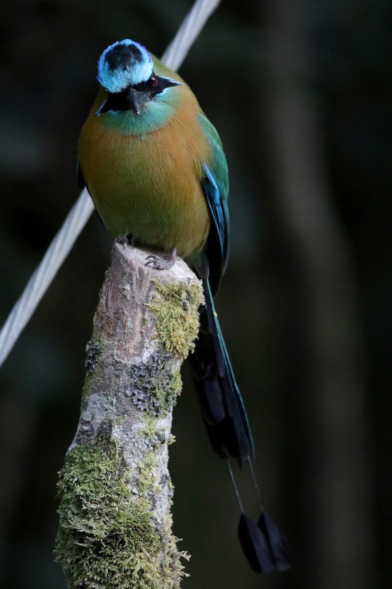 Motmot de Lesson - ML49062101