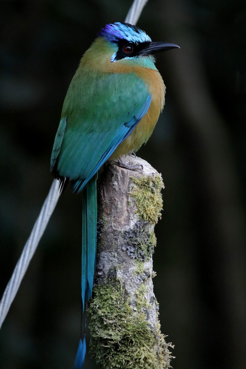 Lesson's Motmot - ML49062131