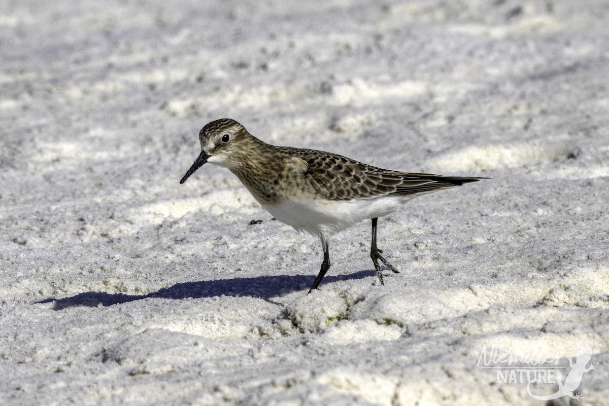 Baird's Sandpiper - ML490627751