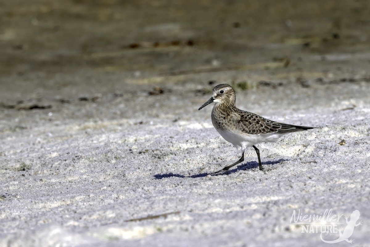 Baird's Sandpiper - ML490627991