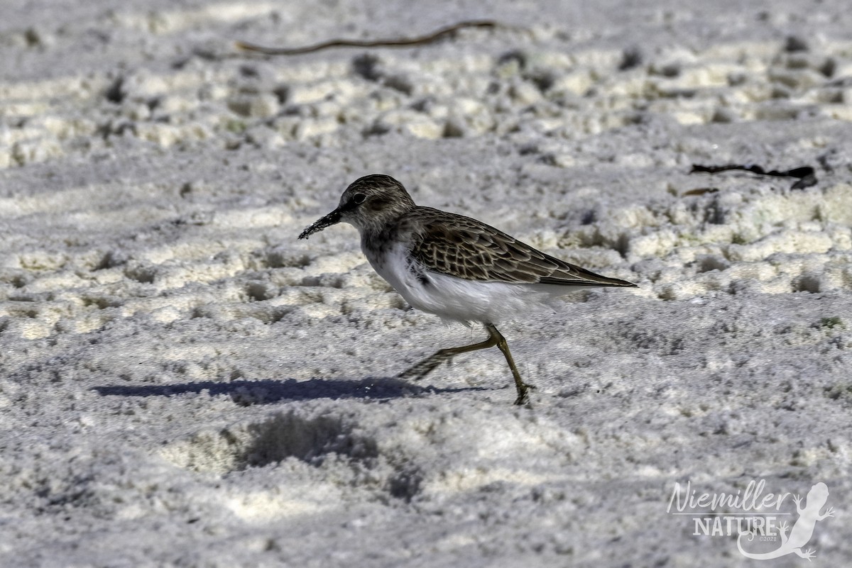 Least Sandpiper - ML490628111