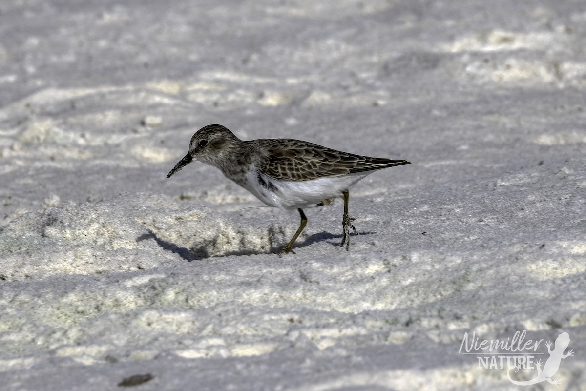 pygmésnipe - ML490628121