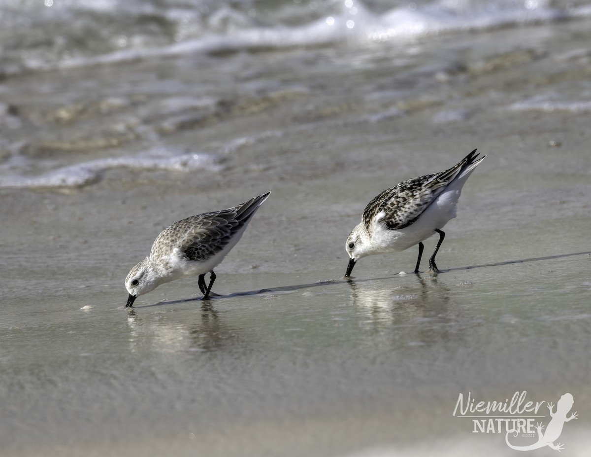 Sanderling - ML490628211