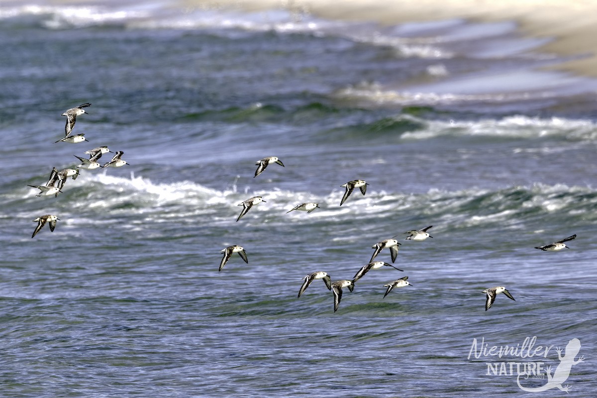 Sanderling - ML490628221