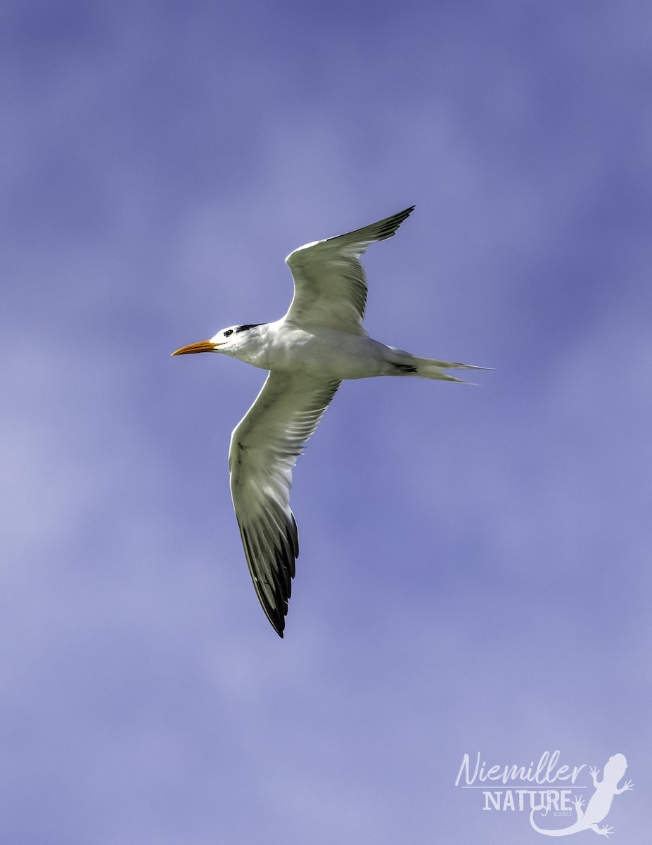 Royal Tern - Matthew  Niemiller