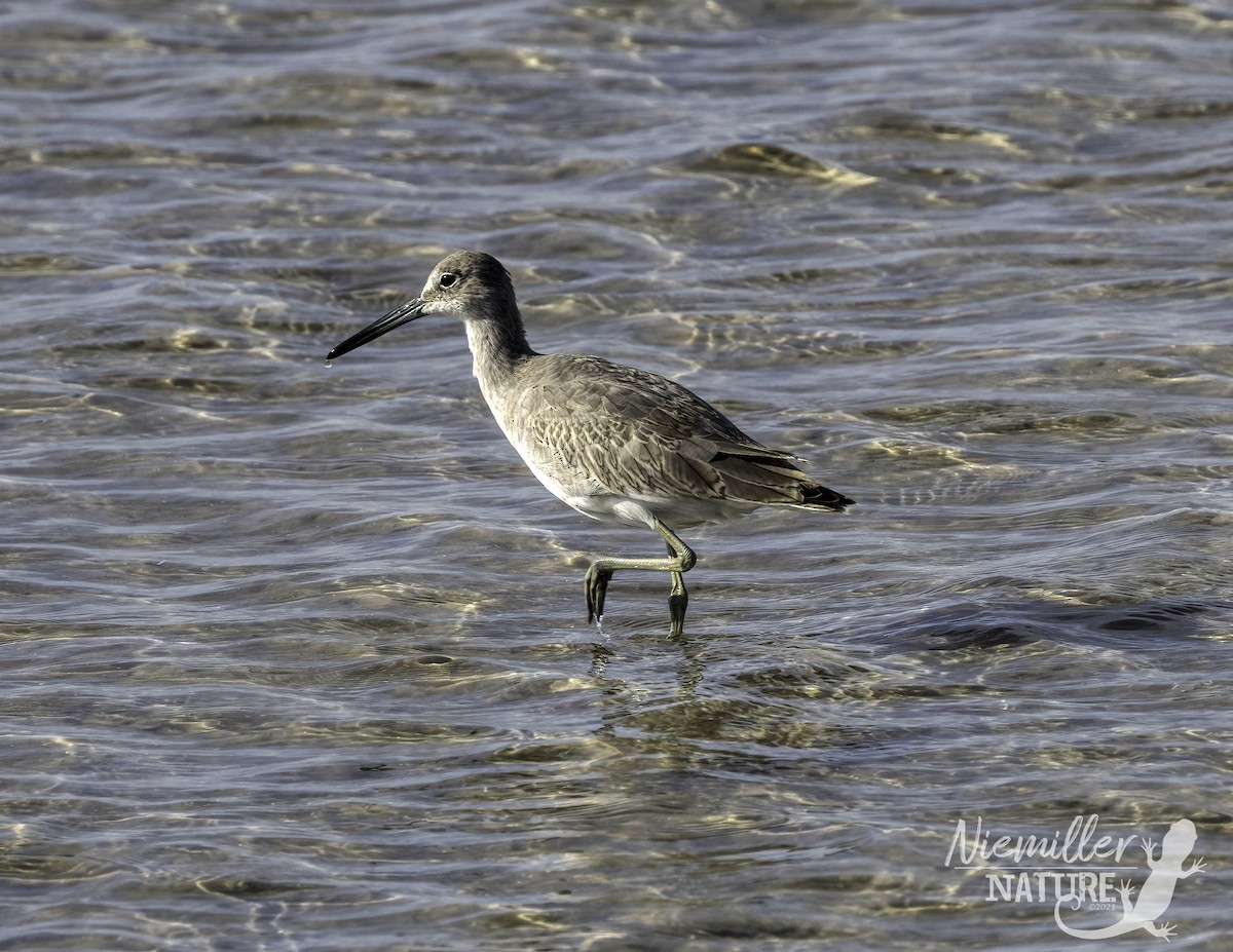 Willet - ML490628471