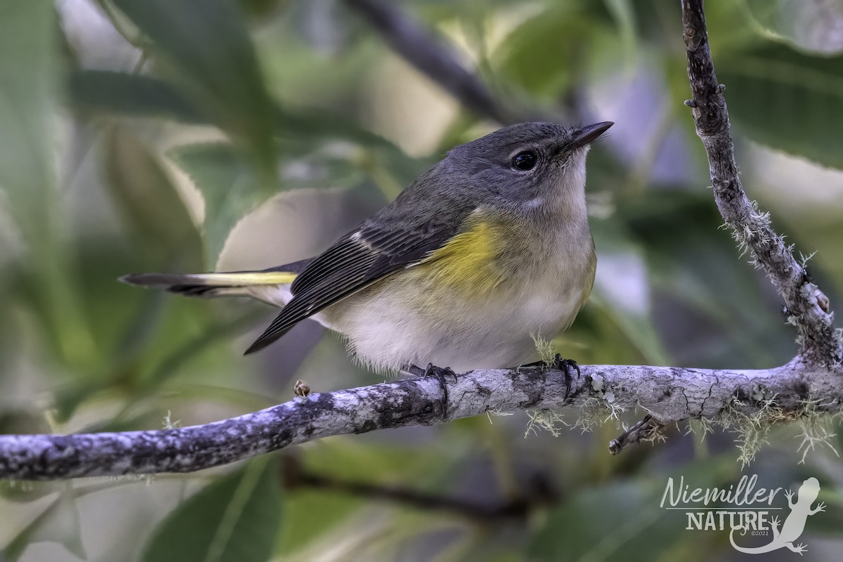 American Redstart - ML490628641