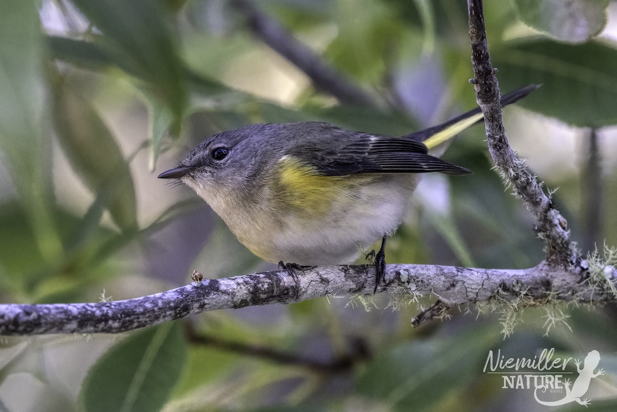 American Redstart - ML490628651