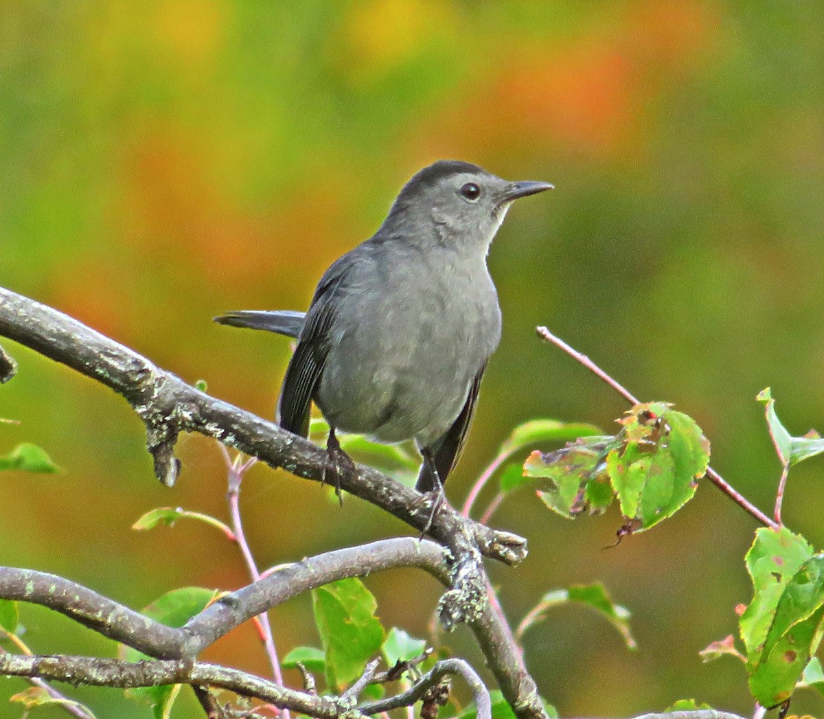 Gray Catbird - ML490628791