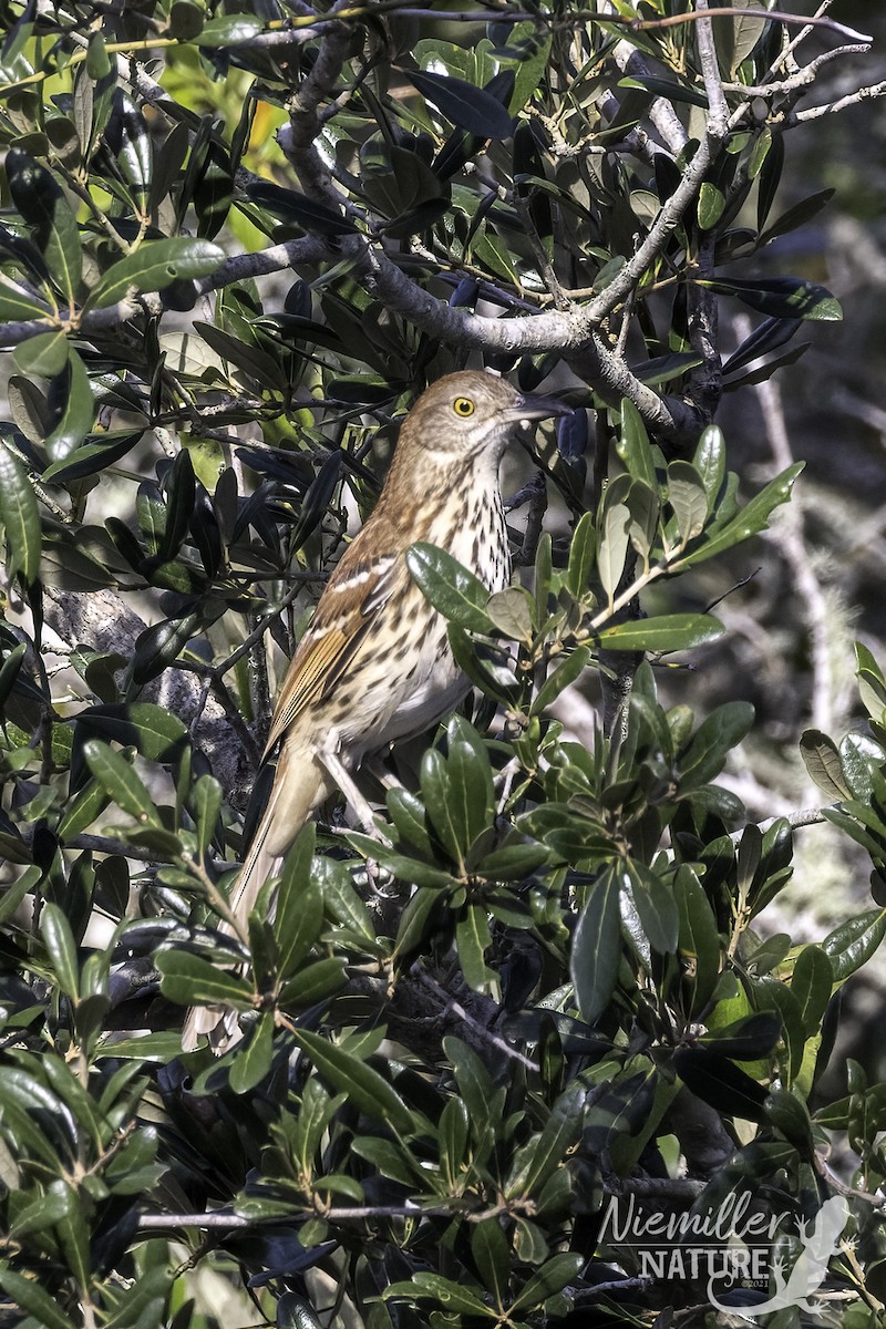 Brown Thrasher - ML490628861