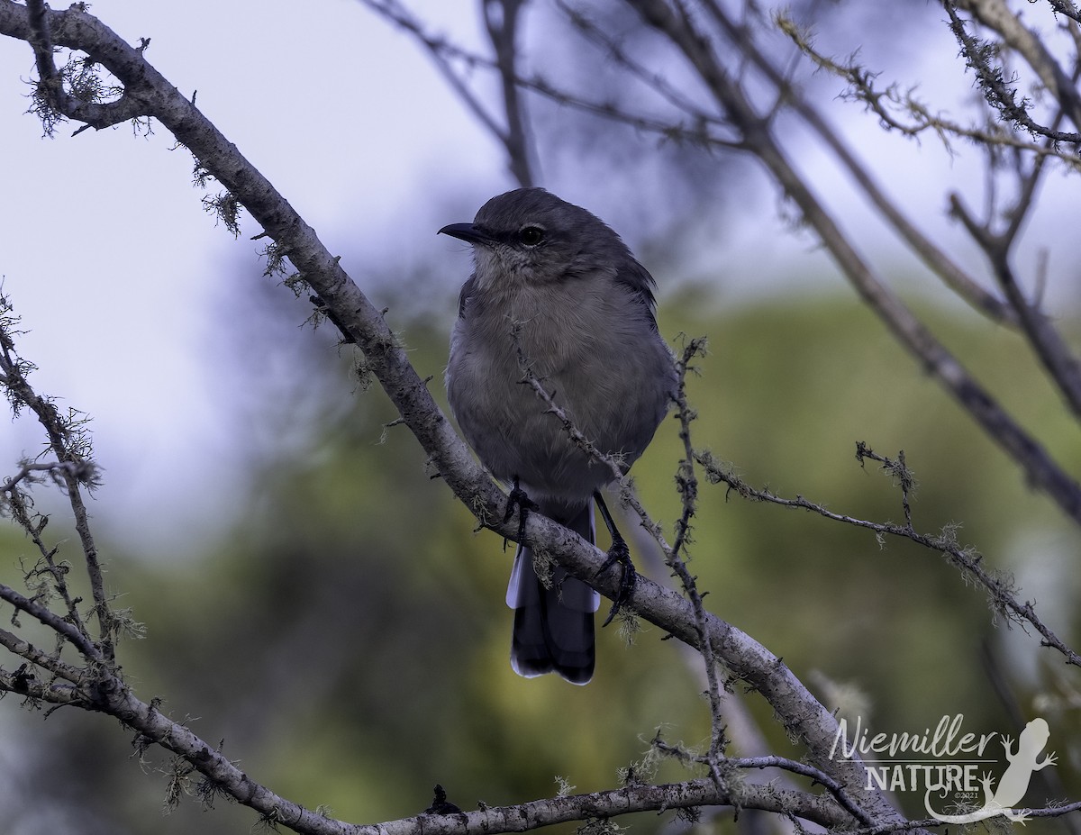 Northern Mockingbird - ML490628911