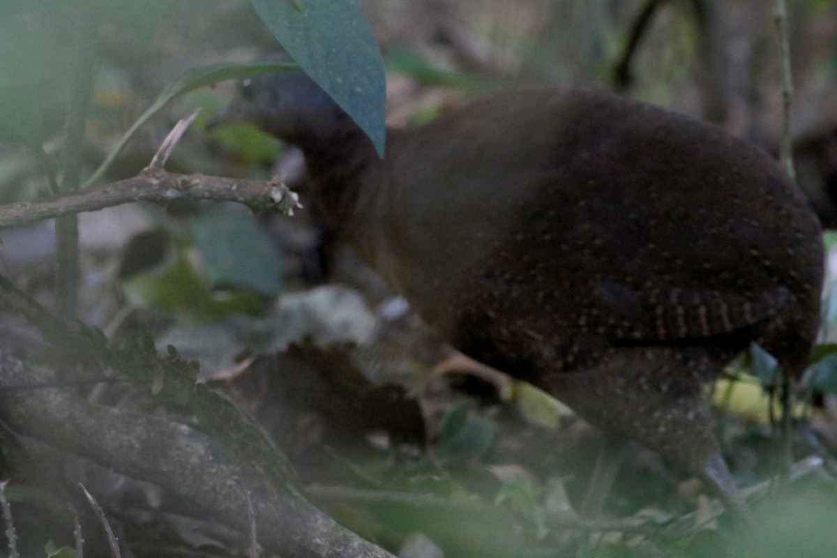 Highland Tinamou (Costa Rican) - ML49062901