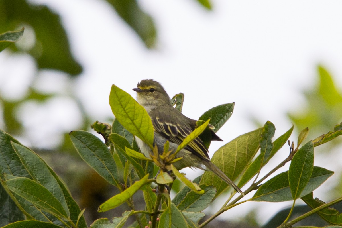 Golden-faced Tyrannulet - ML490629031