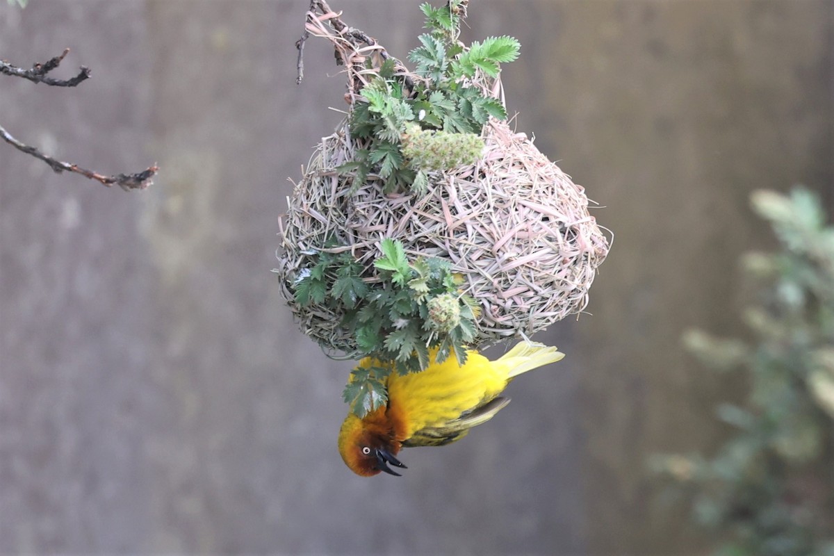 Cape Weaver - ML490629861