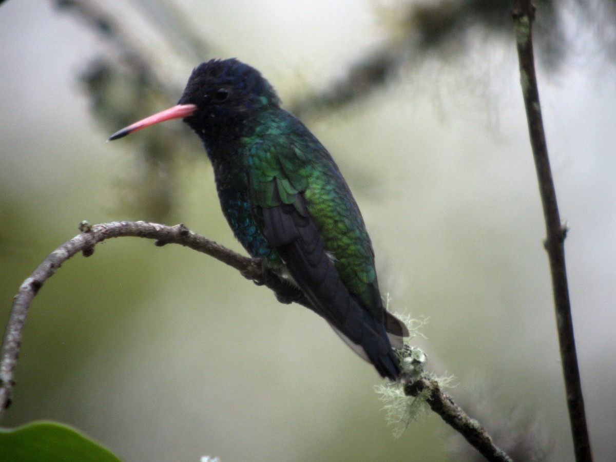 Blue-headed Sapphire - ML49063051