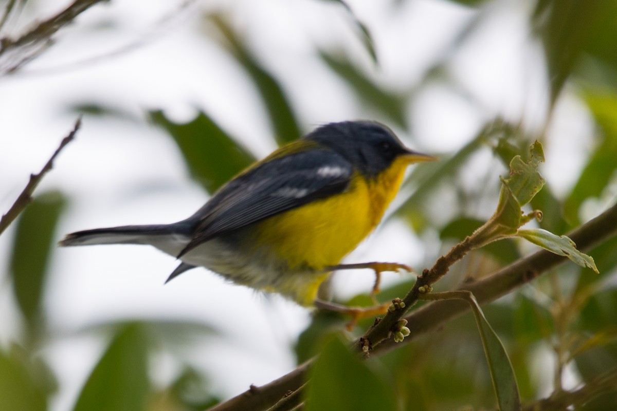 Tropical Parula - ML490631131