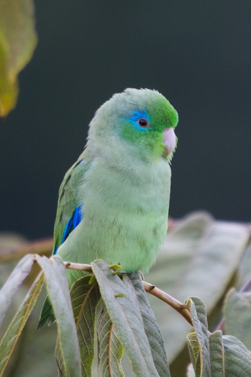 Spectacled Parrotlet - ML490631211
