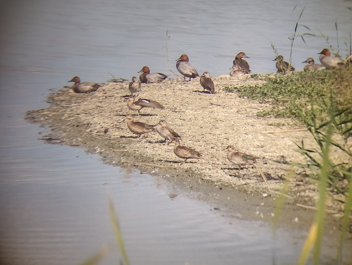 Green-winged Teal - ML490631271