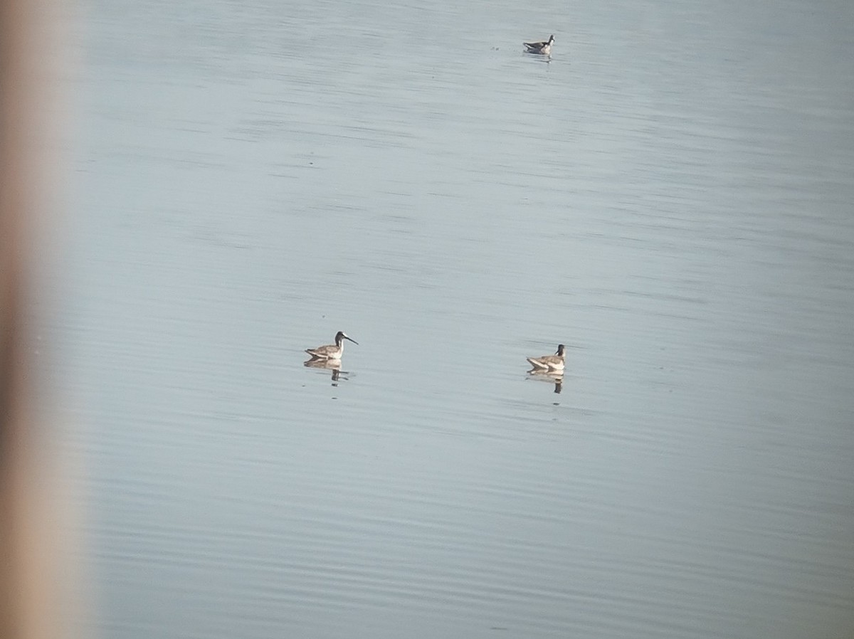 Spotted Redshank - ML490631511