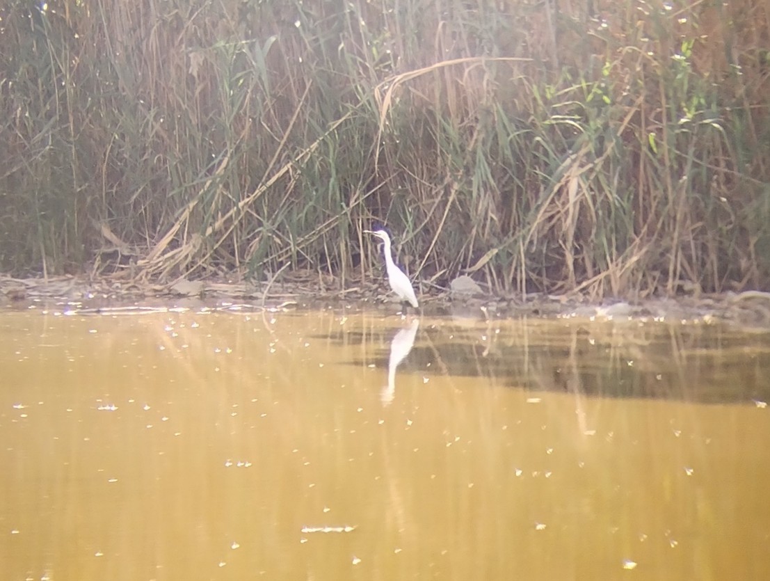 Little Egret - ML490631791