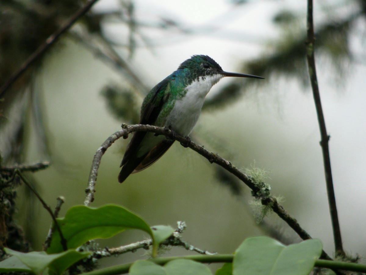 kolibřík andský - ML49063191