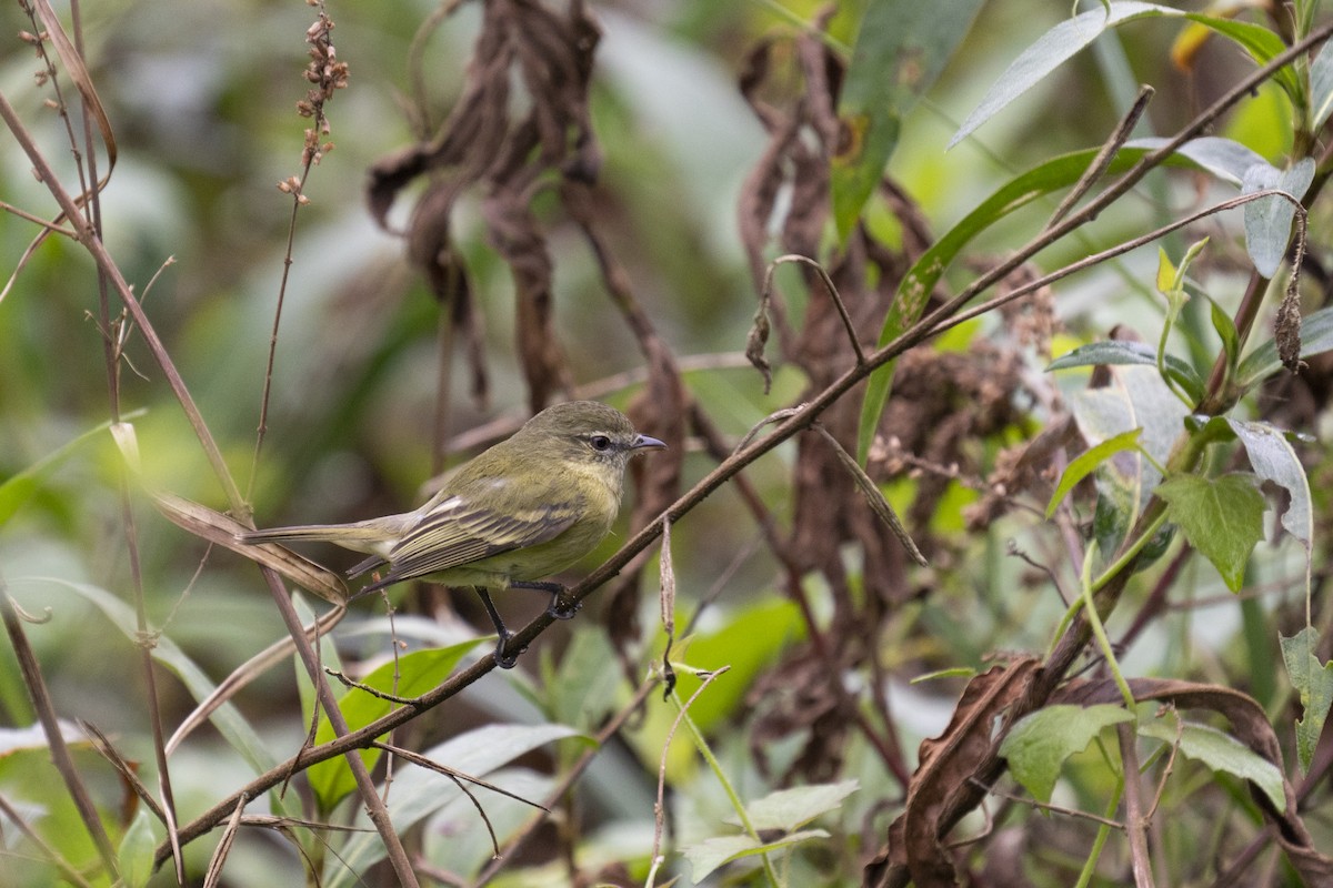 Rough-legged Tyrannulet - ML490632301