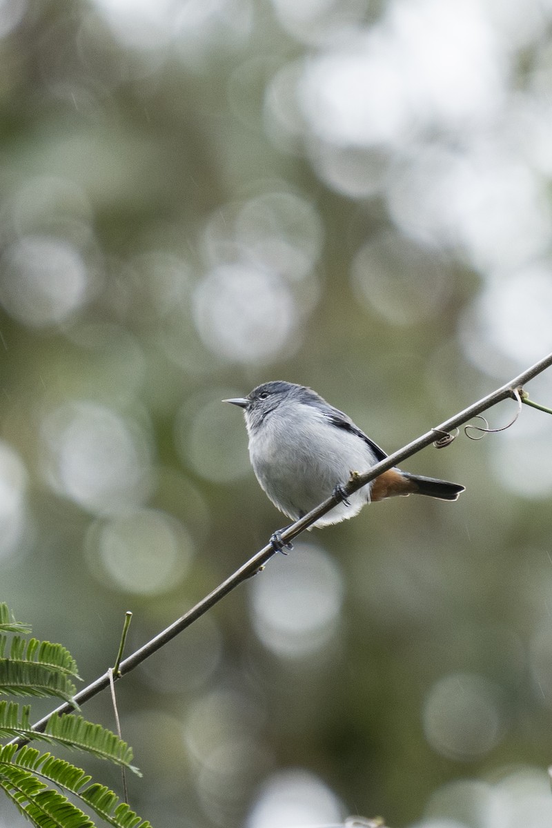 Chestnut-vented Conebill - ML490632661