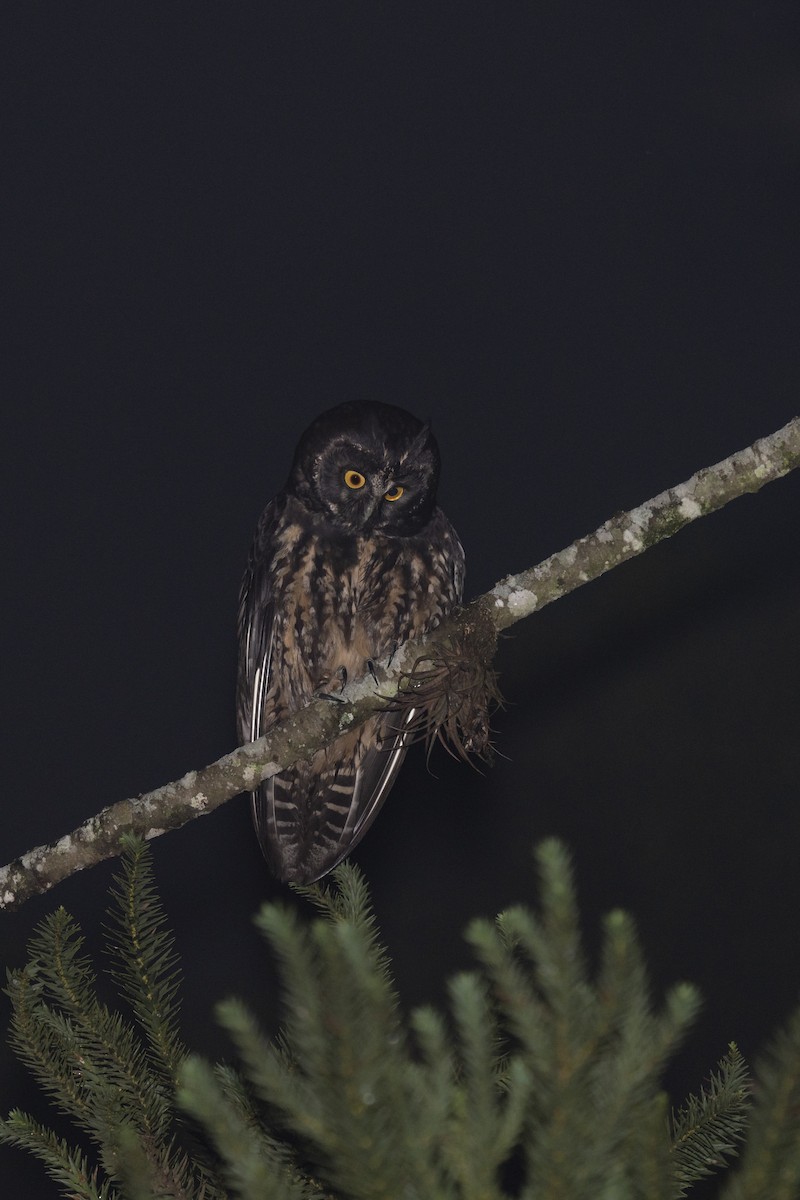 Stygian Owl - ML490633141