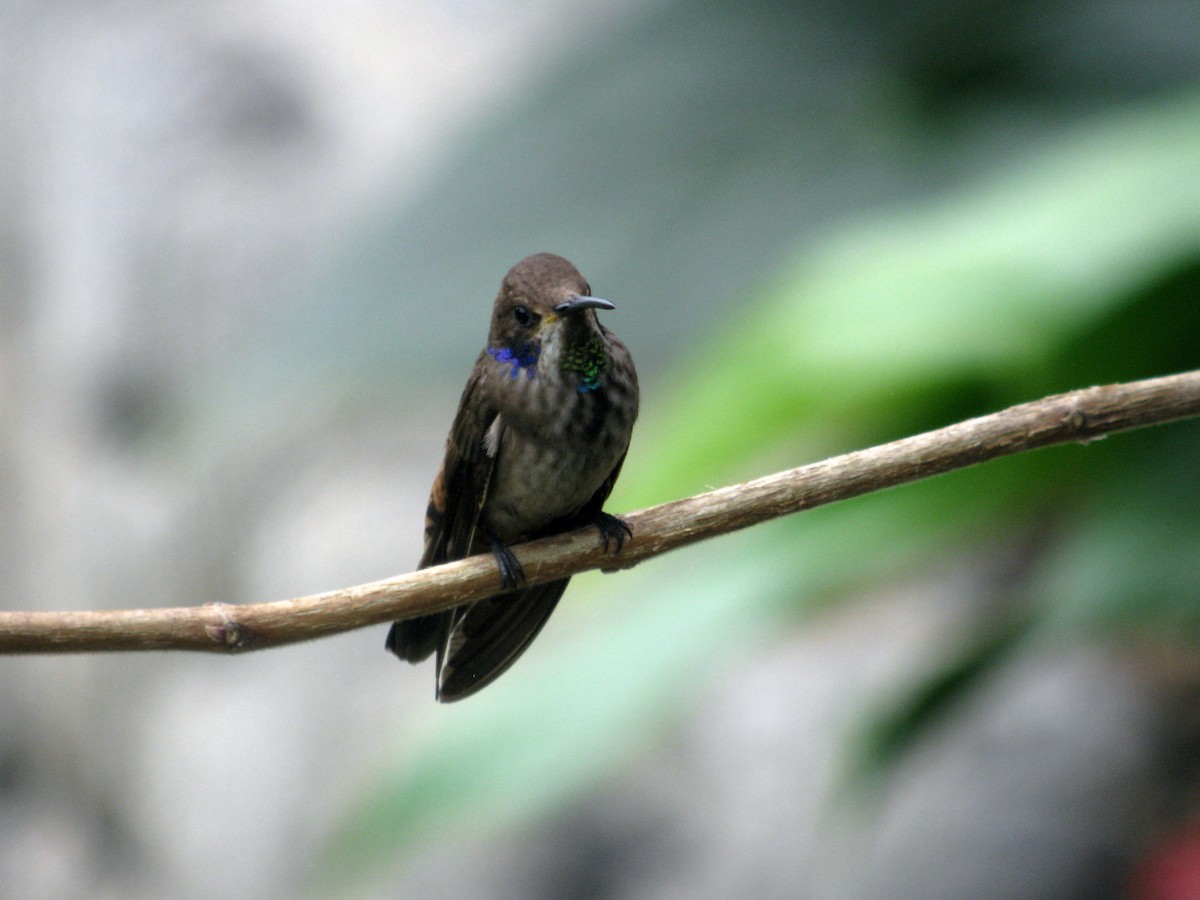 kolibřík fialovouchý - ML49063321
