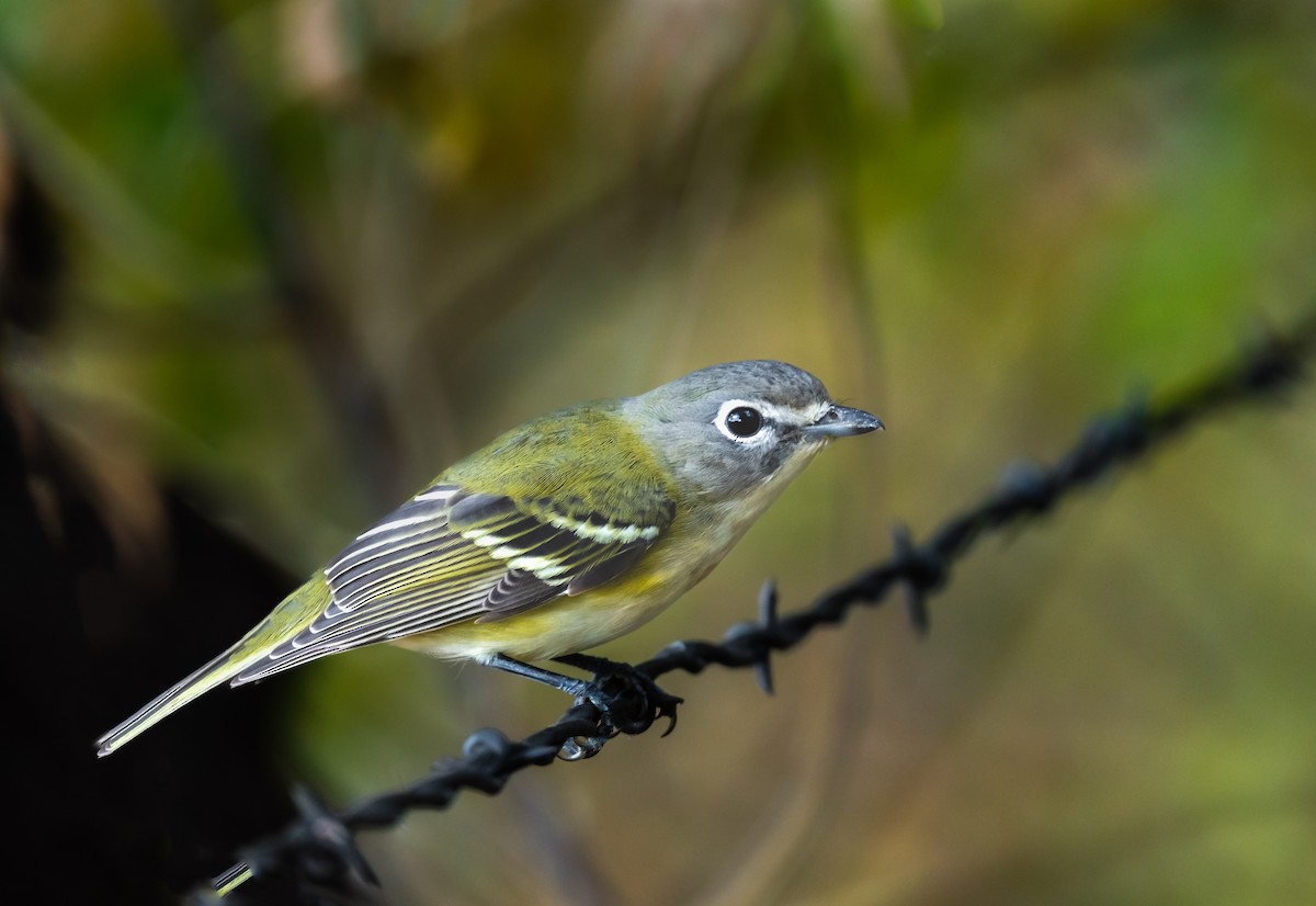 Blue-headed Vireo - ML490633351